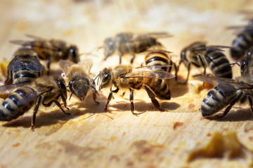 api al lavoro