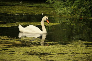 Ein Schwan