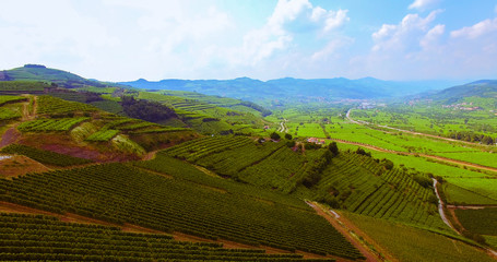 Naklejka premium The vineyards on the Italian hills.