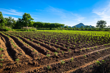 Cassava Farm