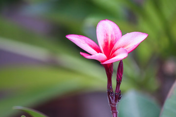 Flowers Pink:Plumeria,Frangipani,Temple Tree,flower dance