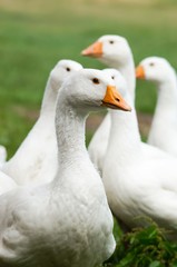 Neugierige Gänse auf der Wiese