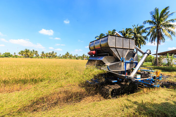 Fototapeta premium Combine harvester in rice field