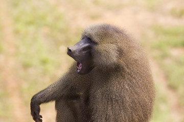 Male baboon (Papio) with open mouth.