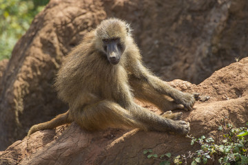 Young baboon (Papio) sitting on rock and clutching his feet.