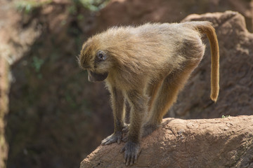 Young baboon (Papio) on the edge of the cliff.