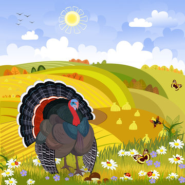 lovely turkey in autumn sunny day. happy thanksgiving. rural sce