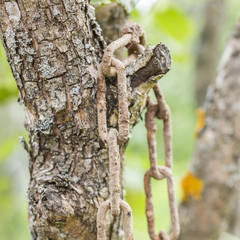 old rusty metal chain hanging on the tree on the background of green summer