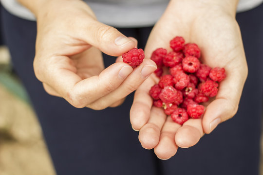 Woman holds in its hands ripe raspberries outdoors