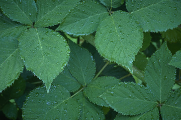  Many blackberry leaves