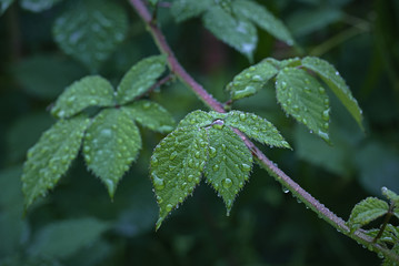  Many blackberry leaves