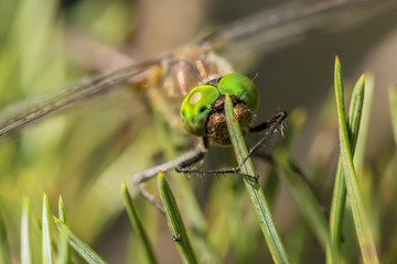 Beautiful dragonfly sits on pine needles in a forest close-up