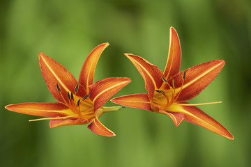 Two orange lily flower