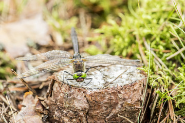 Beautiful dragonfly sits on the small of pine tree stump in the forest close up