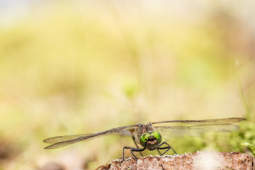 Beautiful dragonfly sits on the small of pine tree stump in the forest close up