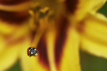 Ladybug on flower lily
