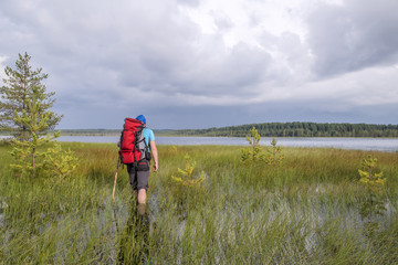 tourist with a backpack and a stick during a hike wades through floods swamp to the lake