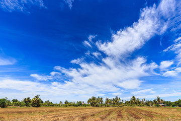 The field after harvest with beautiful blue sky and cloud