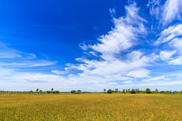 Rice field and beautiful sky in rural of Thailand