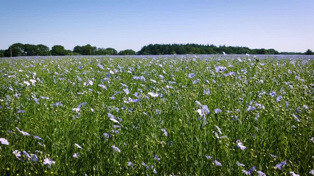 Panning through a wild linseed crop on a summers day blowing in the wind