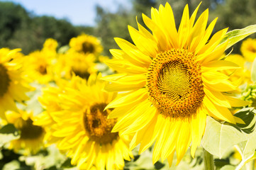 Sunflower flowers on a sunny day