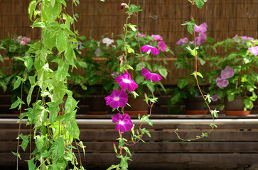 Morning glory, Japan