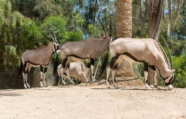 Naklejka na ściany i meble portrait of Gemsbok, Oryx gazella,dominant Gemsbok antelope