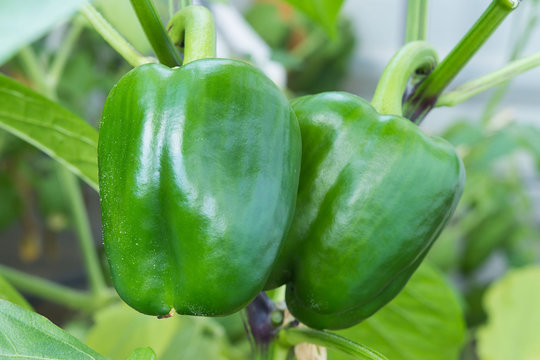 Pepper.  Sweet bell pepper during ripening in the greenhouse.