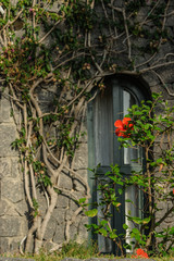 Red hibiscus on background of tree and door