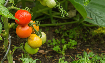 Green and red fresh tomatoes on the bush with raindrops. Agriculture concept