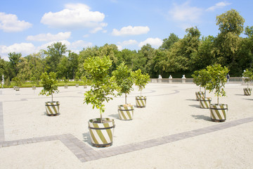 Royal garden. Lemon trees in tubes.