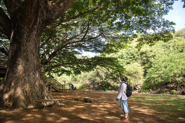 Fototapeta premium man photographed tree and landscape in the Park casela