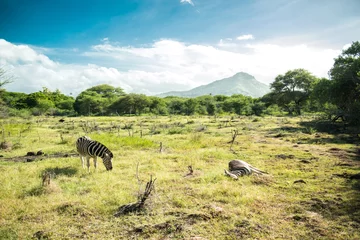 Zelfklevend Fotobehang Casela Park landscape Mauritius © ronedya