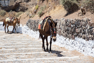 Donkeys going up stairs in Santorini, Greece