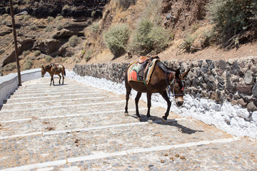 Donkeys going up stairs in Santorini, Greece