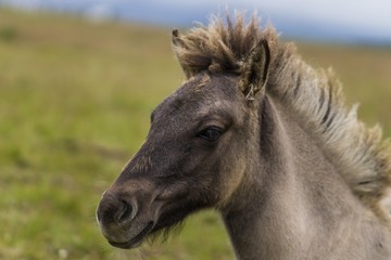 Horses in the wilderness of iceland