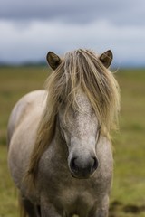 Horses in the wilderness of iceland