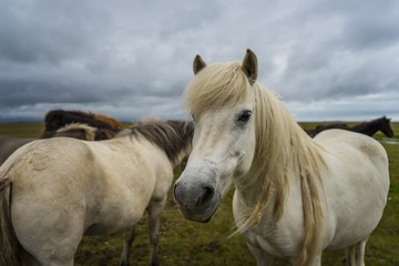 Obraz premium Horses in the wilderness of iceland