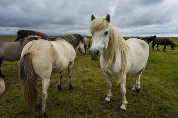 Obraz na płótnie Canvas Horses in the wilderness of iceland