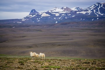 Sheeps in the wilderness of Iceland