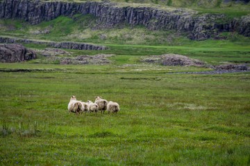 Obraz premium Sheeps in the wilderness of Iceland