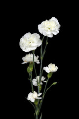 White Carnations