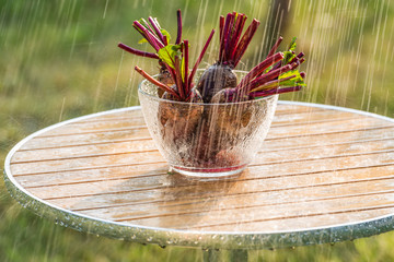 Летний дождь и свекла