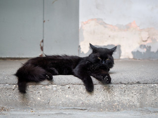 Homeless, dirty street cat lying on the asphalt. The problem of stray animals in the city