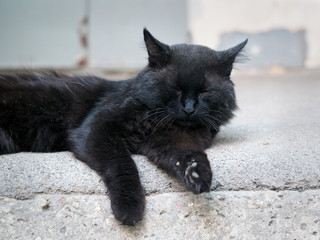 Homeless, dirty street cat lying on the asphalt. The problem of stray animals in the city