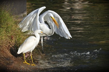 Mãe e filha de garça branca pescando