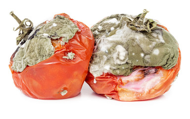 Rotten tomatoes isolated on white