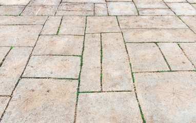 Leaves imprint on the sandstone tile.
