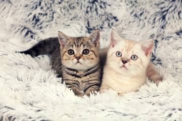 Two little kittens lying on fluffy blanket