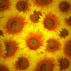 Sunflower heads decorative background